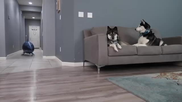 Husky Pranked By Floating Shark!