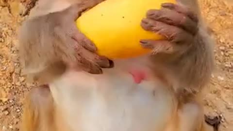 funny monkey videos