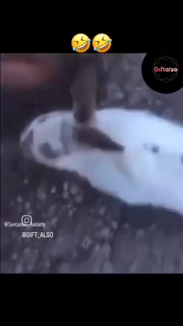 Rabbit won't leave his homies side then a quick turn of events!!!