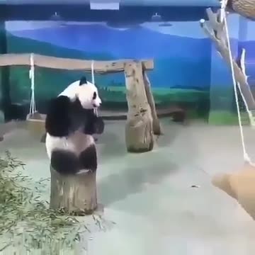 Have you ever seen a Panda fly_