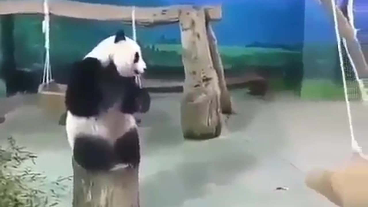 Have you ever seen a Panda fly_