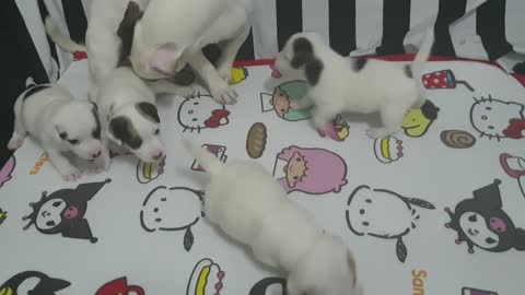 Beautiful puppies play with owner