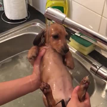 Cachorra de Dachshund disfruta de la hora del baño