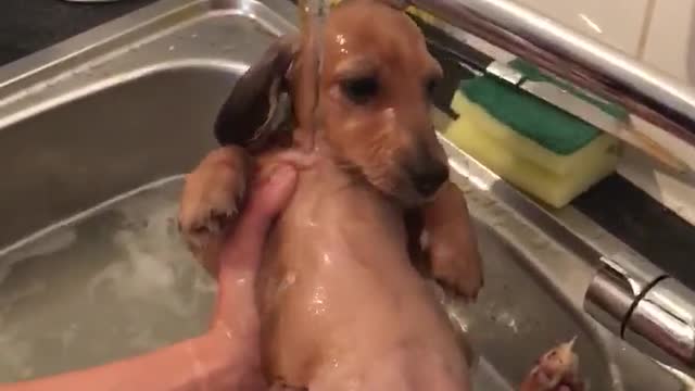 Cachorra de Dachshund disfruta de la hora del baño