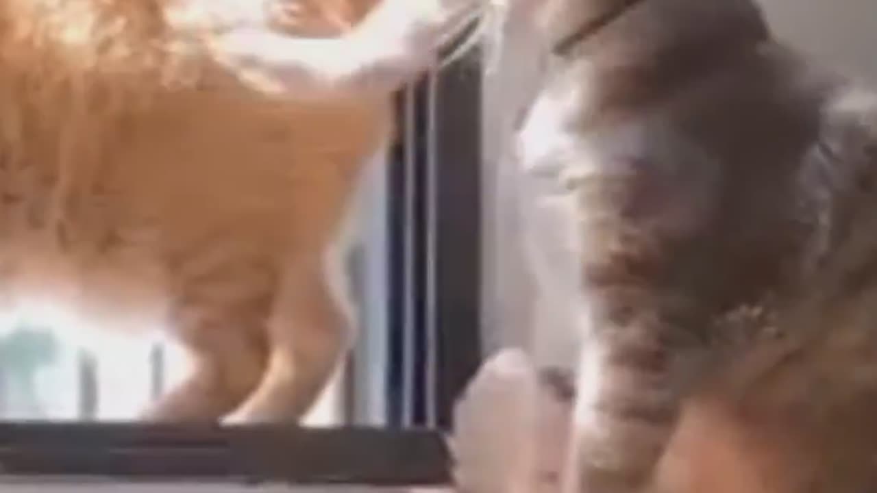 Funny cat reaction