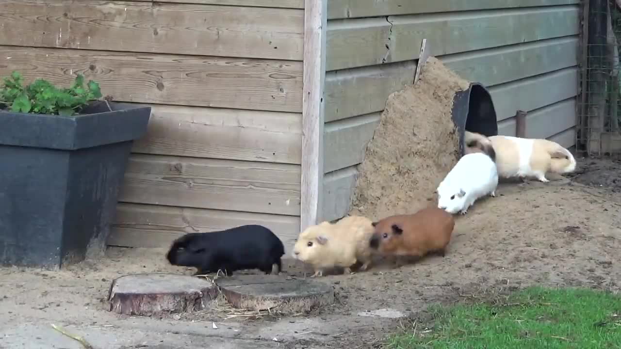 Guinea pig herd having breakfast and dinner