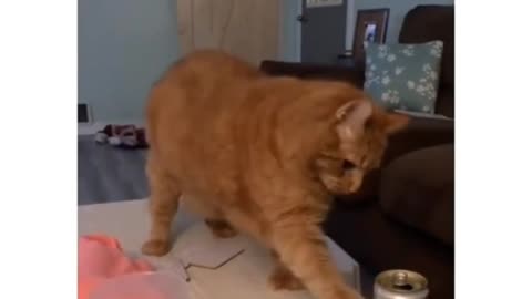 Funny cat animals videos