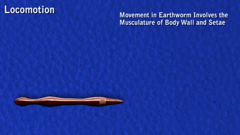 Earthworm- movement - hydrostatic skeleton_Cut