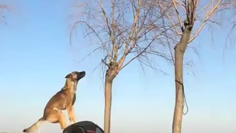 China of dog world of best video