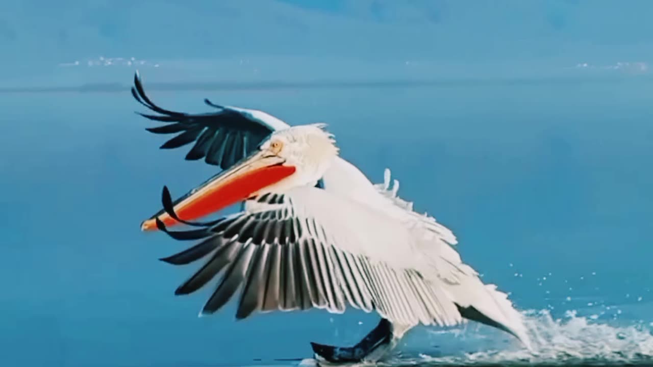 Bog birds are in search of food