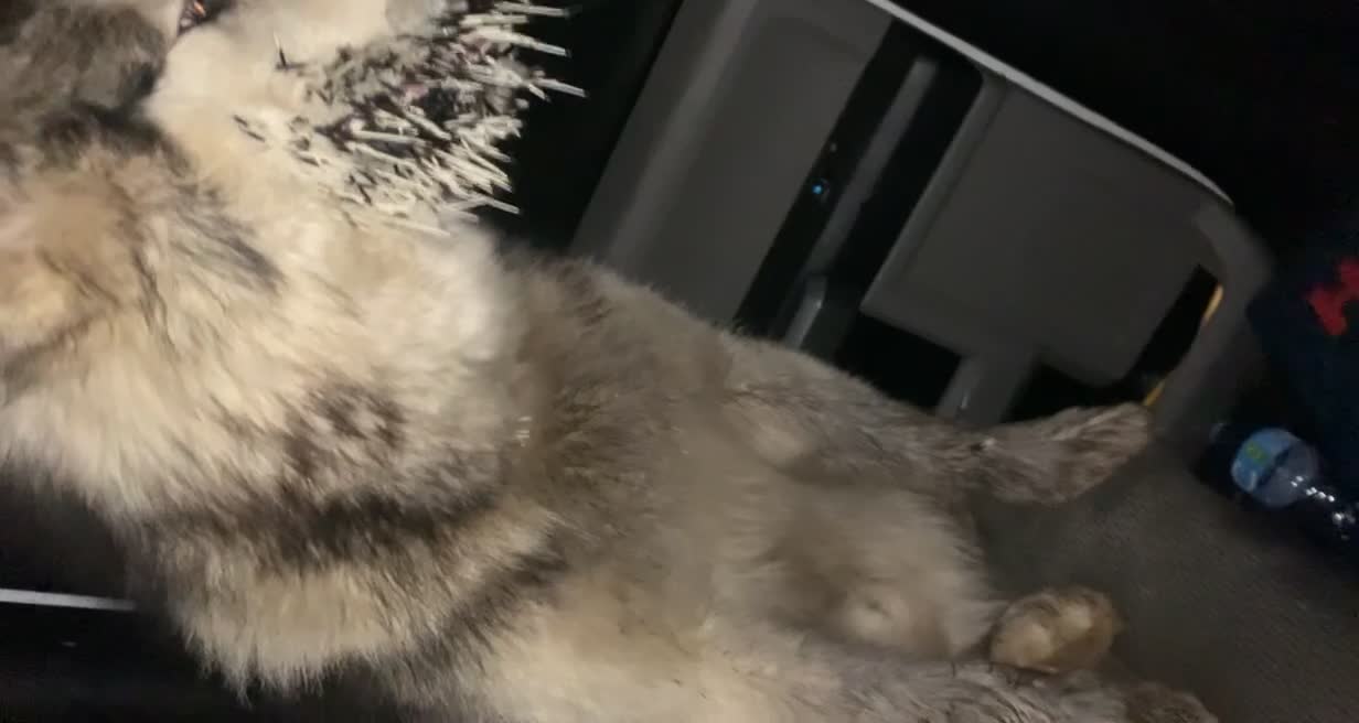 Eddy the Dog Had a Run in with a Porcupine