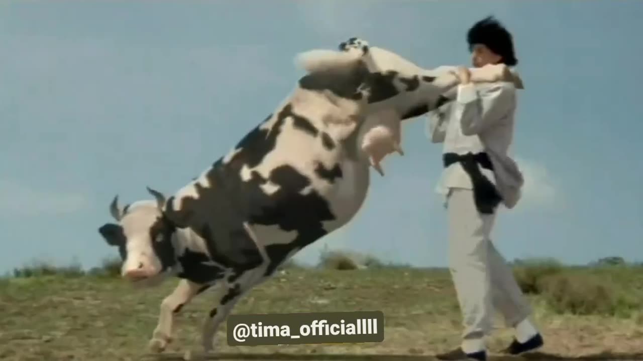 Funny animals