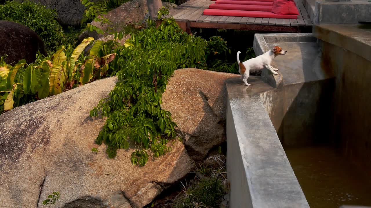 An intelligent Dog tries to Catch Water