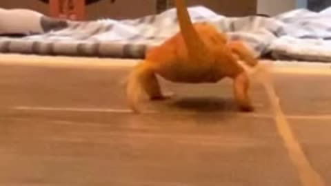 Lizard Slips on the Floor