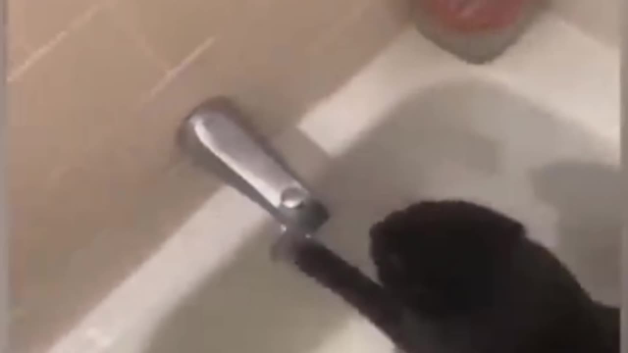 # Best Funny Animal Videos of The 2023 dog and cat Funniest Animals #shorts #viralshort