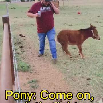 Pony come on let's fight