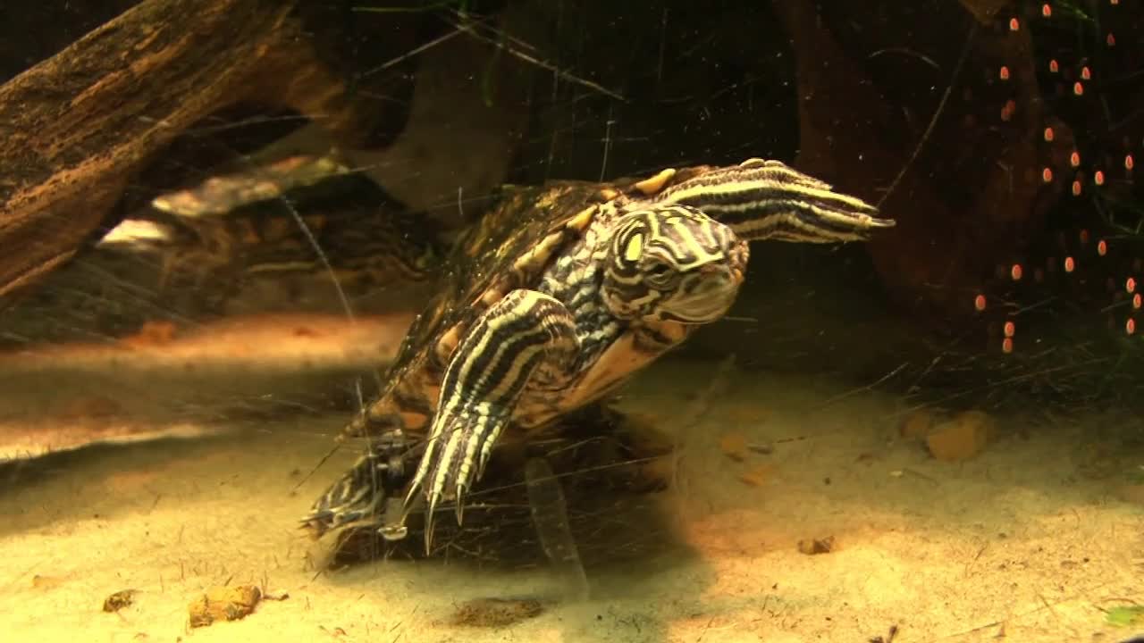 Turtle behind Aquarium Glass