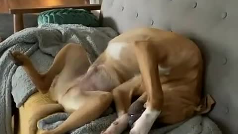 Comfy