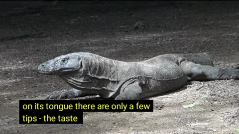 Komodo dragons in the wild (Studying the Activities and Characteristics of Komodo Dragons)