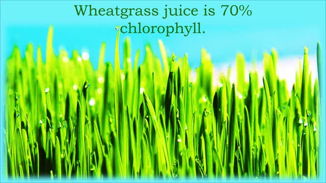 ANN WIGMORE QUOTES ON WHEATGRASS