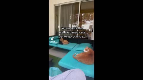 Try Not To Laugh With