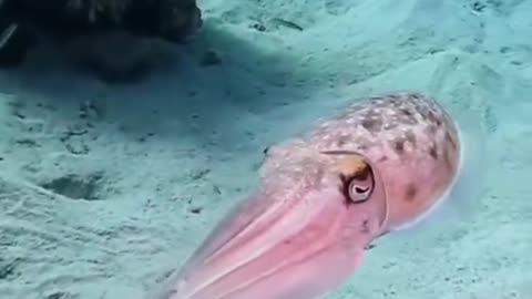 Wildlife