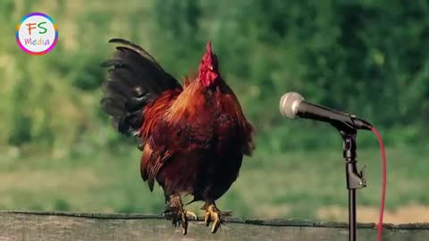 funny chicken song