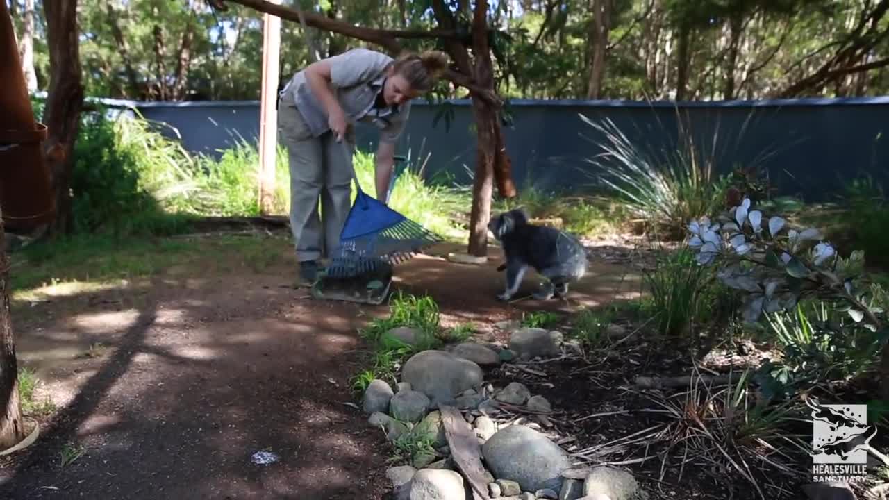 Emily the Koala needs a hug lovely