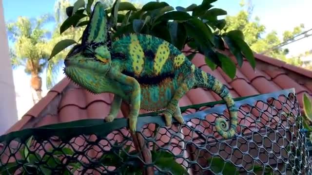 Veiled Chameleon as flat as a pancake