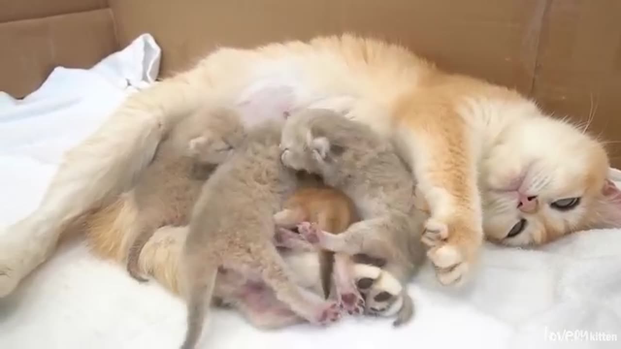 Cat Lovers
