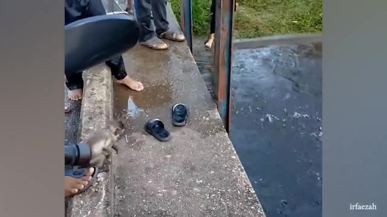 Chuckle Endlessly at Monkeys' Hilarious Antics 🐵 Most Amusing Animal Clips