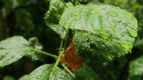 rain drops on leaves of the plants
