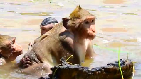 baby monkey drowning in the water