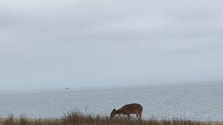 DEER, WATER, AND SAND!