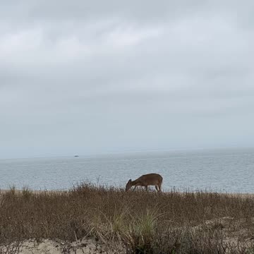 DEER, WATER, AND SAND!