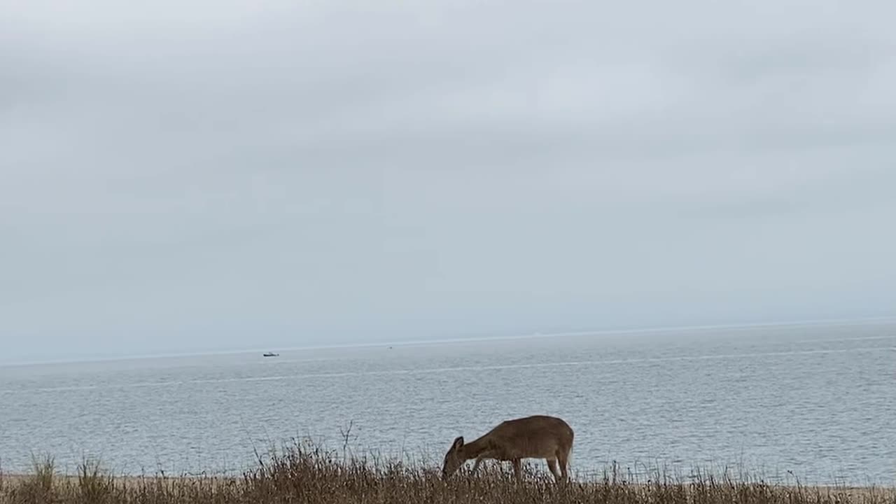 DEER, WATER, AND SAND!