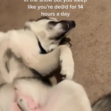 Ah the life of a husky