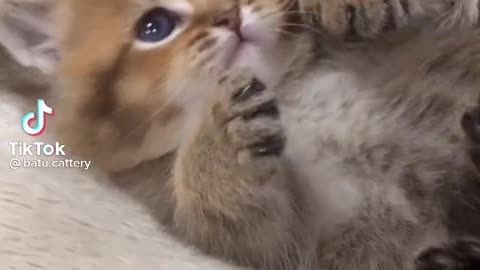 Sweet cat video