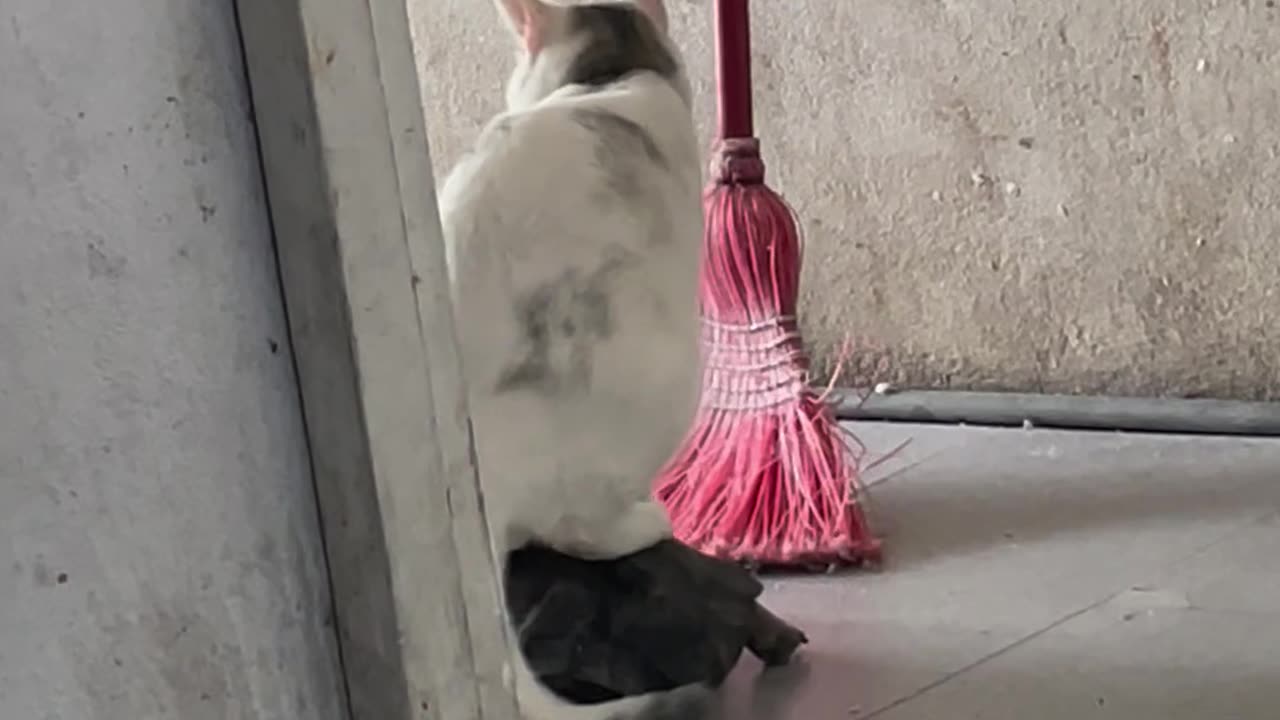 Cat Rides on Turtle's Shell