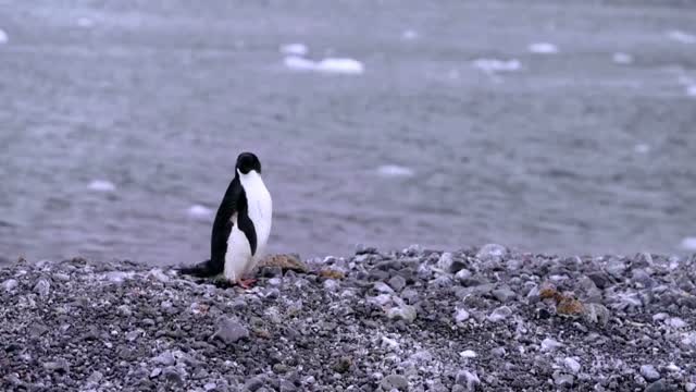 How krill fishery threatens Antarctic wildlife
