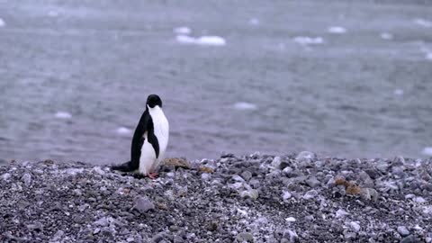 How krill fishery threatens Antarctic wildlife