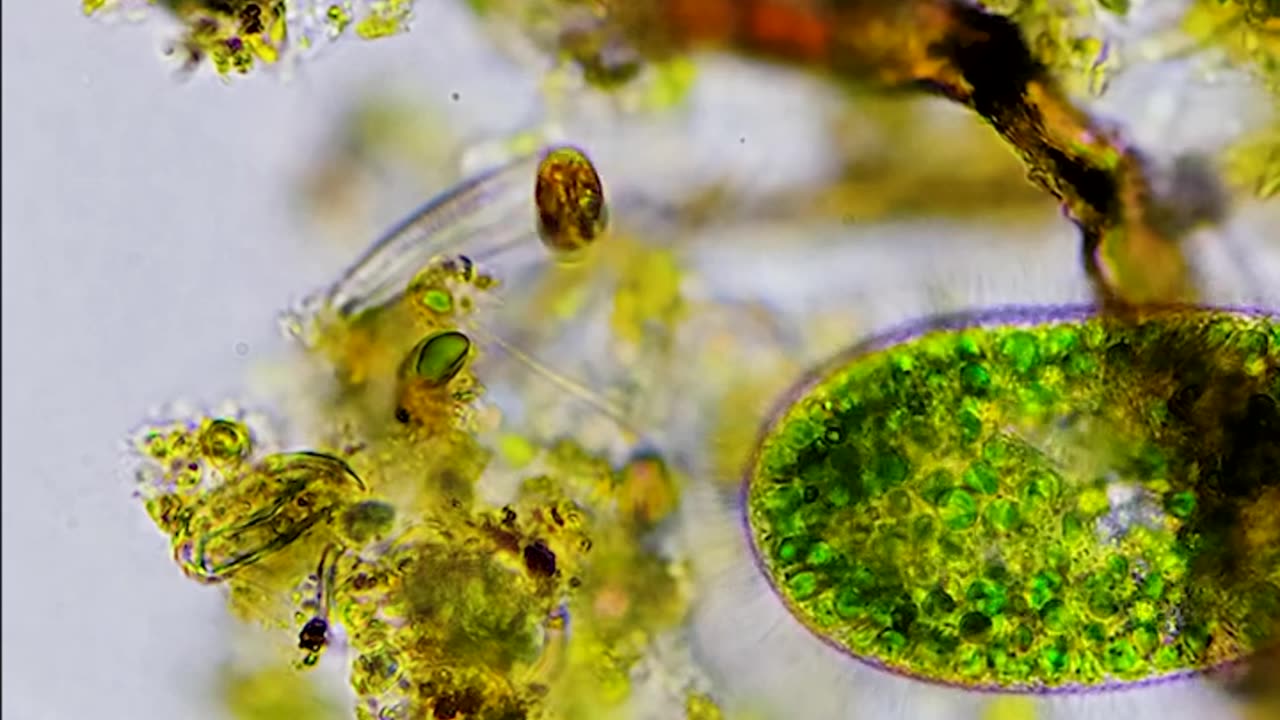 Inheriting Algae