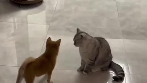 Cute Doge Funny Moment