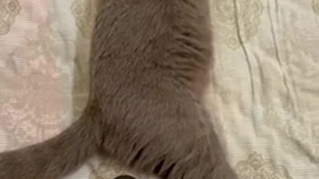 This Beautiful Kitten Cute Cat is Scared From His Sound | Funny Cats Videos 2022