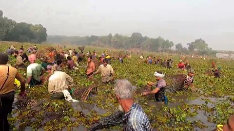 Village Fishing Festival.... Traditional Fishing Video!!!