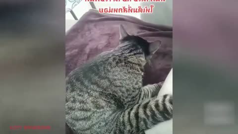 Funny animals - Funny cats / dogs - Funny animal videos / Best videos 2023#2