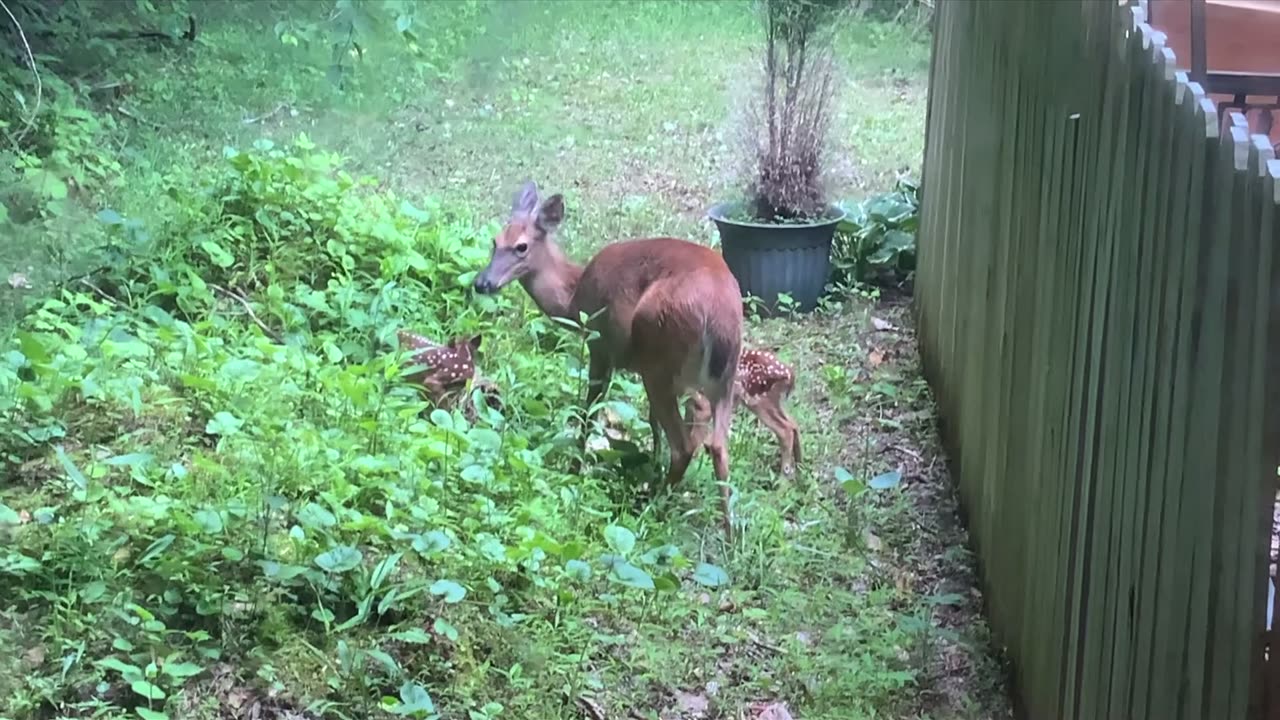 Deer 🦌 NW NC at The Treehouse 🌳 Lady takes her & Hattie’s fawns for a walk around their new home