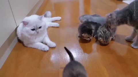 Watch These Little Kittens Take Their First Steps - Pure Cuteness Overload! 💕😻