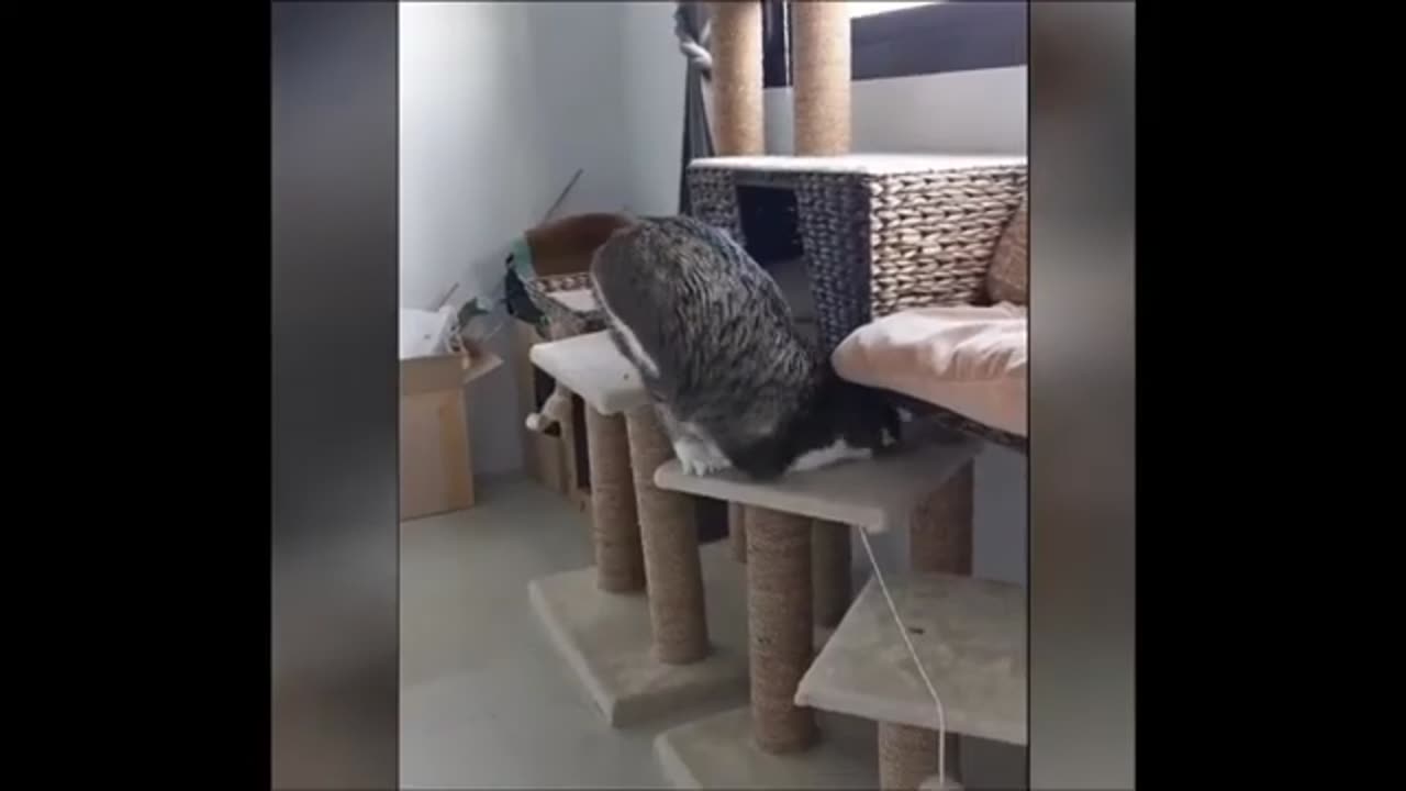 funny animal video