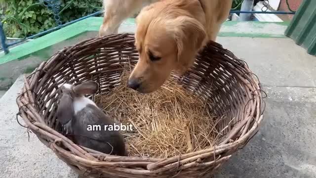 Gentle Golden Retriever Meets A Bunny For The First Time